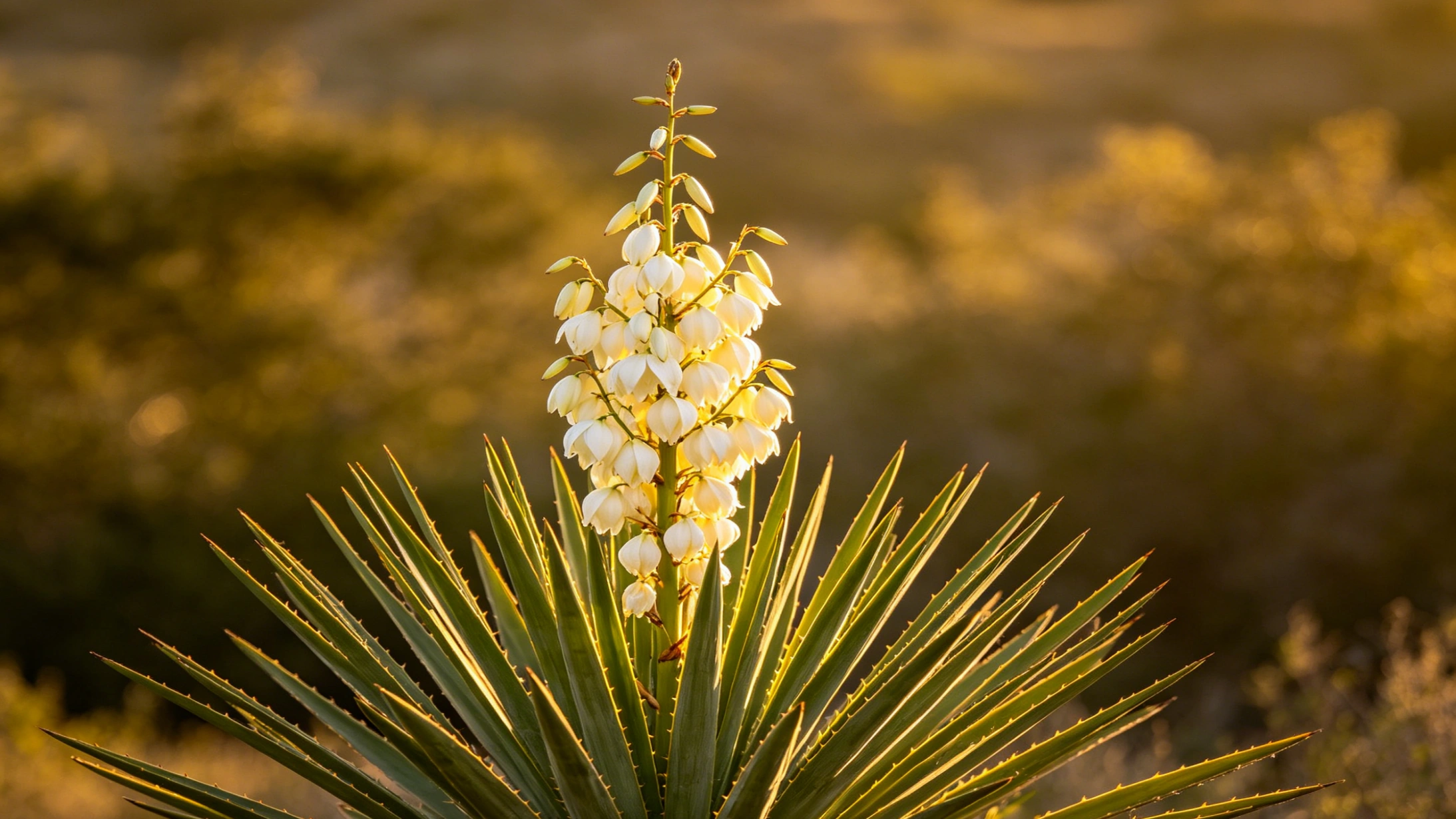 Yucca Schidigera